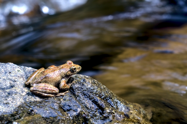 カジカガエル by 写真AC