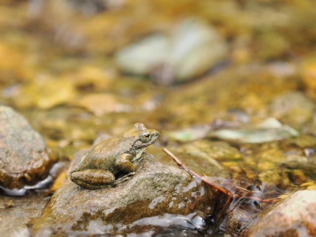 カジカガエル by 写真AC