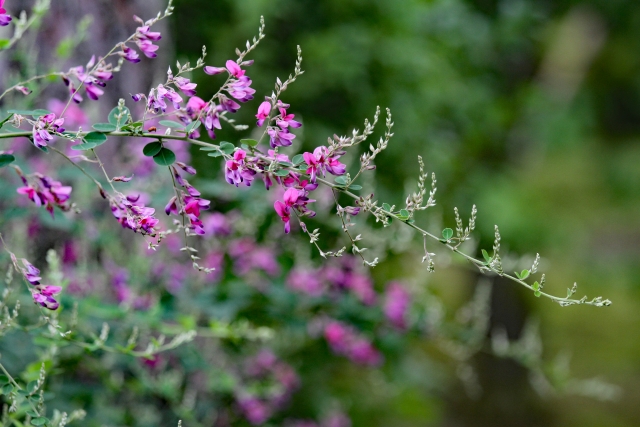 萩の花 by 写真AC