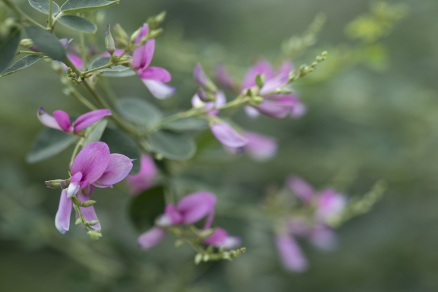 萩 by 写真AC