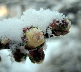 雪に被われた梅のつぼみ　撮影(2006.02) by きょう
