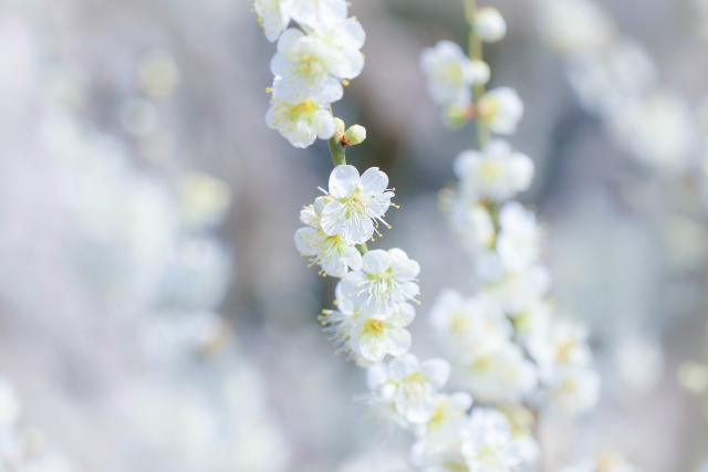 梅の花 by 写真AC