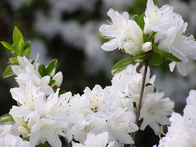 ツツジ by 写真AC