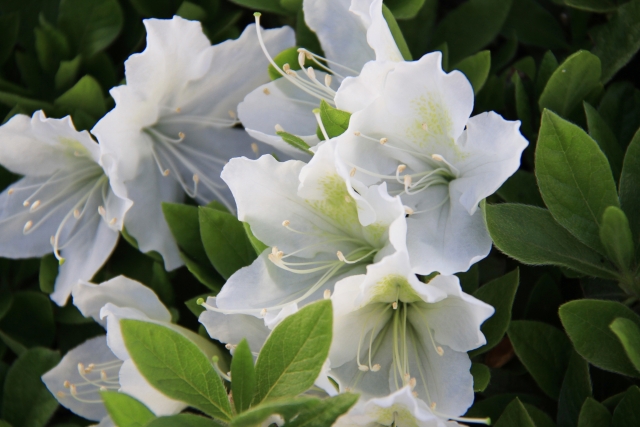 ツツジ by 写真AC