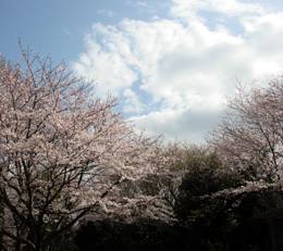 桜 撮影(2009.04) by きょう