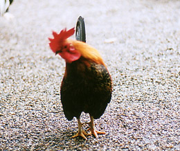 鶏　撮影(2002.10) by きょう