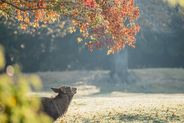 鹿 by 写真AC