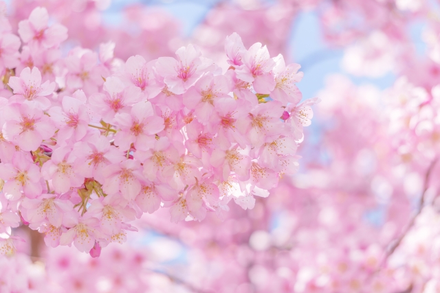 桜 by 写真AC