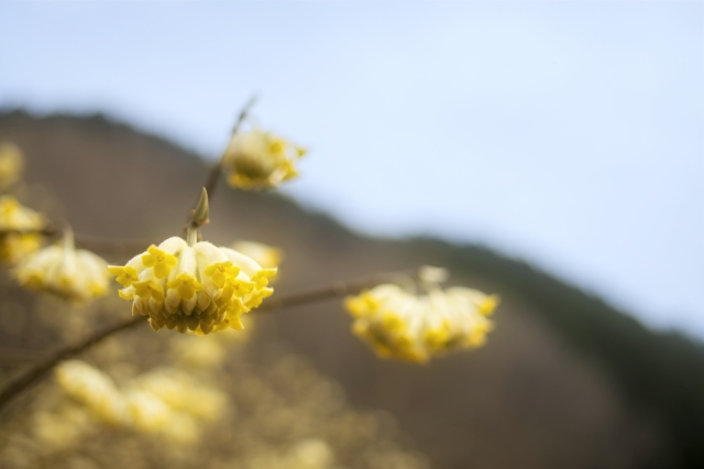 春の山 by 写真AC