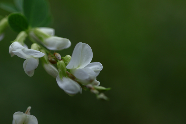 萩 by 写真AC